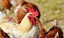 Novi slučaj ptičje gripe u Osječko-baranjskoj županiji