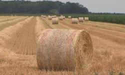 U ovogodišnjoj žetvi očekuje se oko milijun tona pšenice