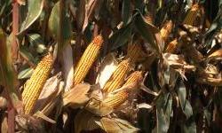 Prvi otkosi kukuruza potvrđuju katastrofalna predviđanja
