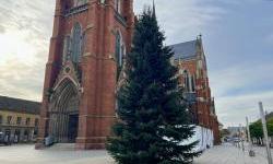Ispred konkatedrale u Osijeku postavljena božićna jelka