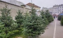Božićna drvca ove godine nešto skuplja, no proizvođači za sada zadovoljni prodajom