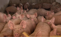 Proizvodnja svinja u Hrvatskoj pala za dodatnih 10 posto