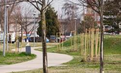 Novi drvoredi na vukovarskim javnim površinama