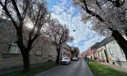 Ulica ringlova u Osijeku u punomc cvatu