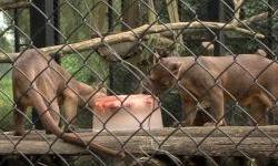 Najnovija atrakcija u osječkom Zoo vrtu bit će – slavonsko selo