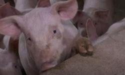 Potvrđen novi slučaj zaraze afričkom svinjskom kugom u Vukovarsko-srijemskoj županiji