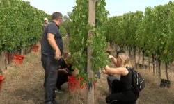 Nikada ranije završava berba grožđa u vinogradima Slavonije i Baranje