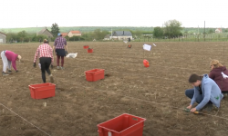 FAZOS ispituje utjecaj klimatskih promjena na nove sorte vinove loze