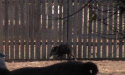 Novi stanovnici u osječkom ZOO-u – iz Slovenije stigla obitelj ogrličastih pekara