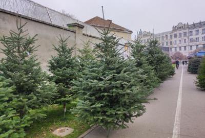 Božićna drvca ove godine nešto skuplja, no proizvođači za sada zadovoljni prodajom