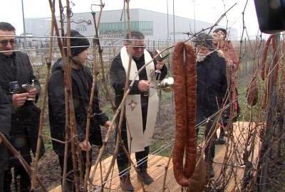 Dobar početak vinogradarske godine uz snijeg i hladnoću za Vincešku u Baranji