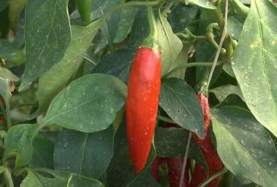 Raste cijena začinske crvene paprike – ove godine do čak 30 eura po kilogramu