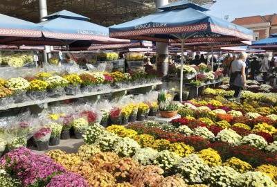Ponuda cvijeća na tržnici