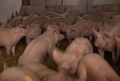 Do 23. siječnja moguće podnijeti zahtjev za potporu za nadoknadu gubitaka prihoda za svinje