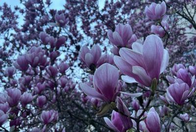 Najpoznatije osječke magnolije
