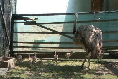 Baby boom u osječkom zoo vrtu – izleglo se devet malih pilića nandua