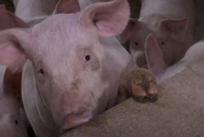 U Nemetinu potvrđen jedan slučaj afričke svinjske kuge