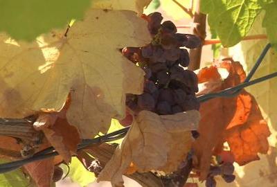 Poljoprivreda i vinogradari na udaru klimatskih promjena