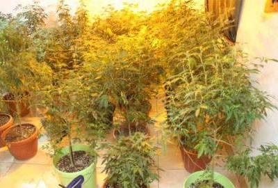 Policija u Osijeku pronašla drogu i laboratorij za uzgoj marihuane