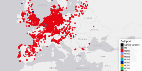 Potvrđen slučaj visokopatogene influence ptica podtipa H5N1 u labuda