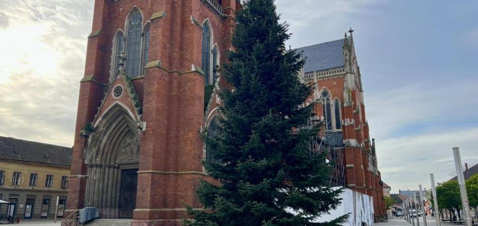 Ispred konkatedrale u Osijeku postavljena božićna jelka