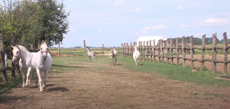 Lipicanci iz Vardarca nezaobilazna turistička atrakcija