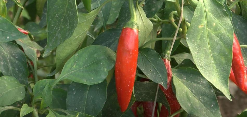 Raste cijena začinske crvene paprike – ove godine do čak 30 eura po kilogramu