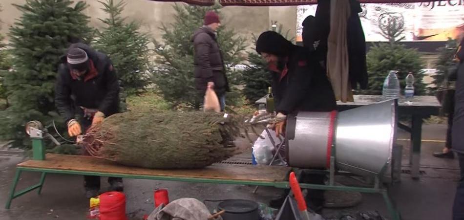Prodavači božićnih drvaca zadovoljni prodajom – cijene su, kažu, na razini prošlogodišnjih