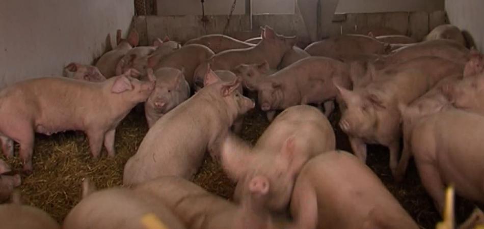 Do 23. siječnja moguće podnijeti zahtjev za potporu za nadoknadu gubitaka prihoda za svinje