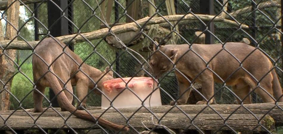 Najnovija atrakcija u osječkom Zoo vrtu bit će – slavonsko selo