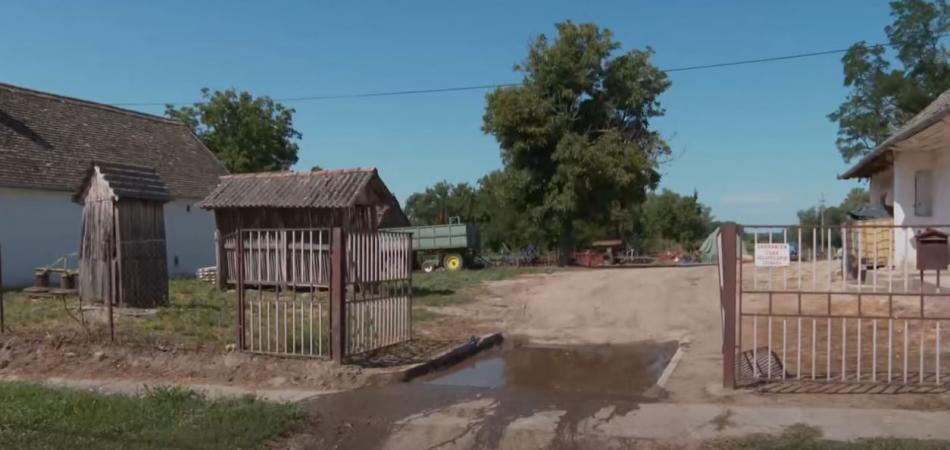 Afrička svinjska kuga prvi put u Baranji – pogođene dvije farme u Općini Jagodnjak