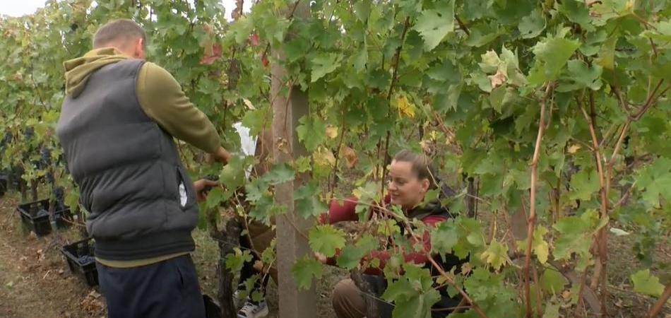 Završava berba grožđa – prinosi i kvaliteta iznad očekivanja