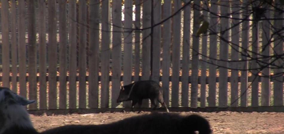 Novi stanovnici u osječkom ZOO-u – iz Slovenije stigla obitelj ogrličastih pekara