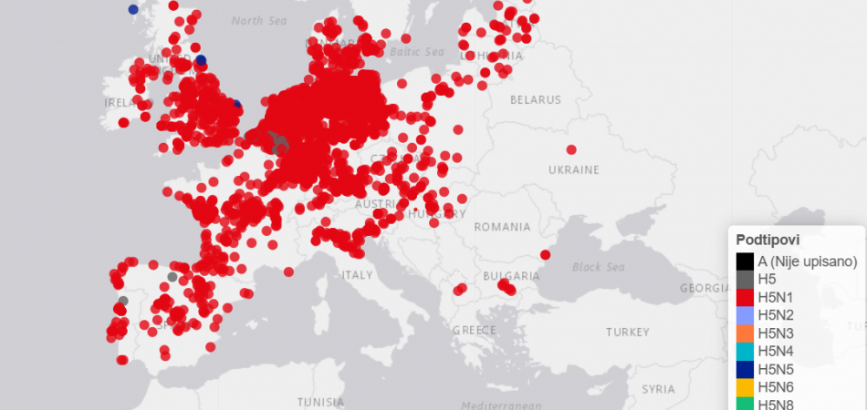 Potvrđen slučaj visokopatogene influence ptica podtipa H5N1 u labuda