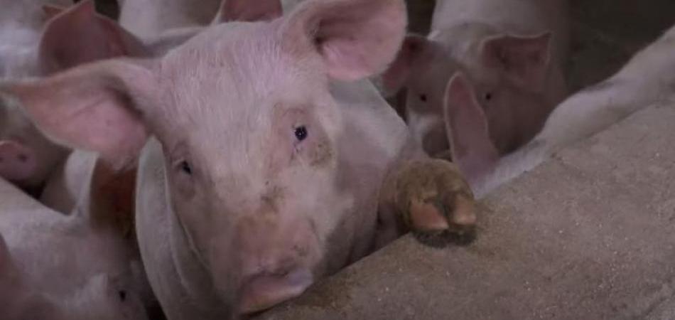 Potvrđen slučaj afričke svinjske kuge na objektu s držanim svinjama u Osječko-baranjskoj županiji