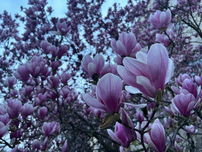 Najpoznatije osječke magnolije
