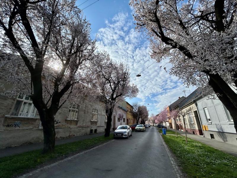 Ulica ringlova u Osijeku u punomc cvatu